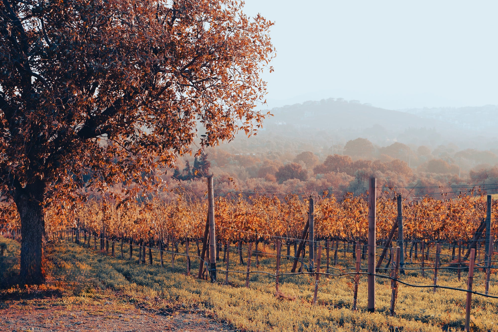 Wein für kalte Tage